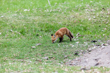 Fox cub playing in a field in Quebec, Canada.