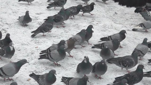 Bustle hustle and bustle among city pigeons are gregarious birds. Super slow motion 1000 fps