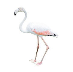One flamingo isolated on white background.
