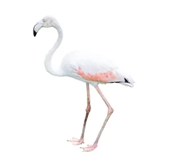 Fotobehang Een flamingo geïsoleerd op een witte achtergrond. © Chaiwat