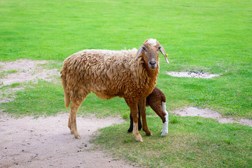 Two sheeps in a meadow on green grass.