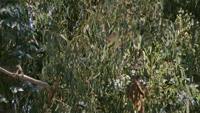 Butterflies flying among tree leaves