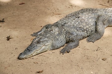 Crocodiles in Gambia – Africa