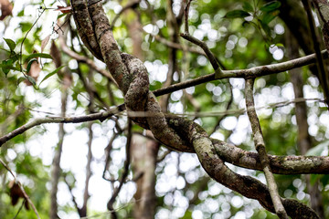 Amazonas