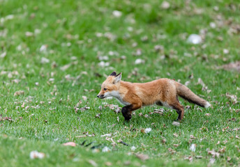 Fox cub playing in a field in Quebec, Canada.