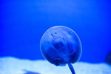 batoidea