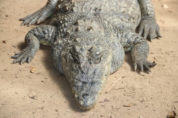 Crocodiles in Gambia – Africa