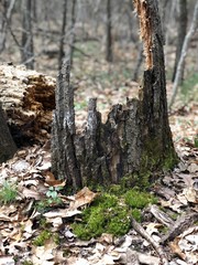 Obraz premium Portion of Tree Stumps in the Forest