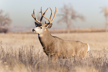Colorado Wildlife. Wild Deer on the High Plains of Colorado