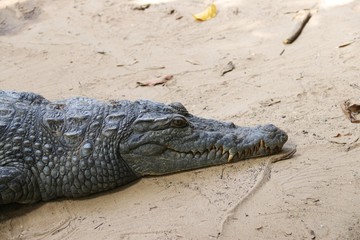 Crocodiles in Gambia – Africa