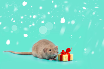 cute decorative rat with cheese gift and red bow on a mint background