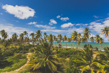 Fototapeta premium Palmenstrand