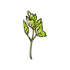 Green celery leaves drawing - hand drawn cooking ingredient
