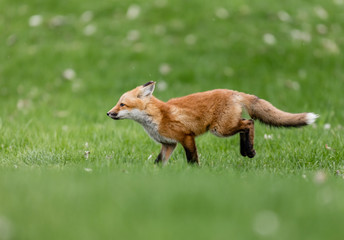 Fox cub playing in a field in Quebec, Canada.