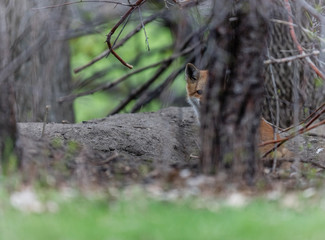Fox cub playing in a field in Quebec, Canada.