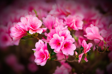 Fototapeta premium Pink Bouquet