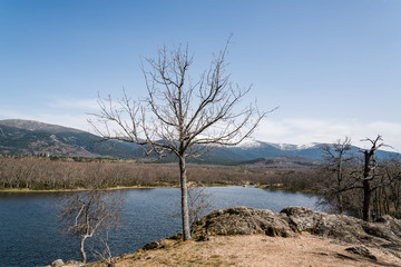 Scenic view of lonely dead tree against lake and mountains