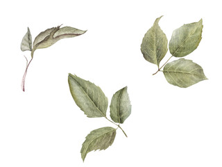 bay leaves isolated on white background