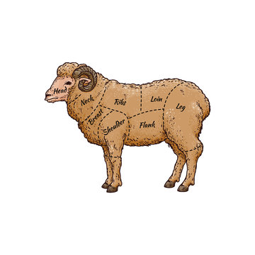 Ram sheep meat cut guide on hand drawn farm animal - body parts with names
