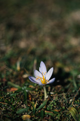 Primroses flowering crocus. One of the very first flowers to spring. The warm rays of autumn, flowers and crocuses.