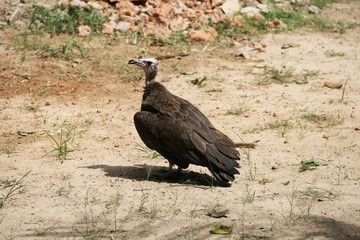 Vulture in Gambia – Africa
