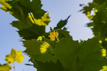 Green leaves of a tree bathed in the sun