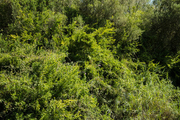 Green abundant vegetation