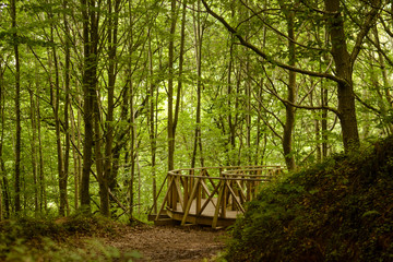 Green forest with a wood path