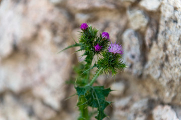 FLORES PRIMAVERA 2018 CASTILLA LEON