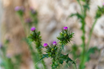 FLORES PRIMAVERA 2018 CASTILLA LEON