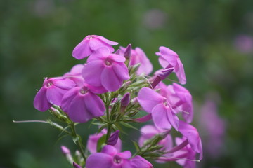 Fototapeta premium purple flowers in the garden