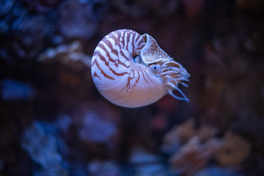 Nautilus Swimming In An Aquarium