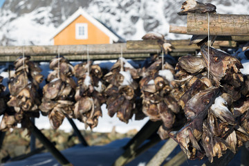 cod heads in Lofoten