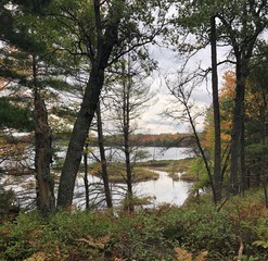 Far Away View of Lake Through The Pines