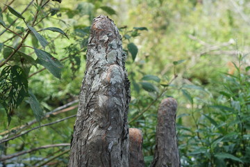 Obraz premium great horned owl on tree