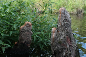 stump in water
