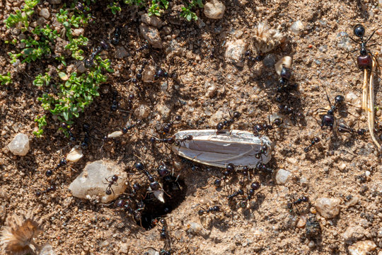 DIE 581 BESTEN BILDER, STOCKFOTOS UND ZU „Hormigas