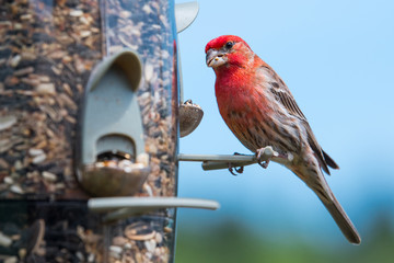 Male House Finch (Haemorhous mexicanus) perched on a bird feeder displaying his bold red coloration.