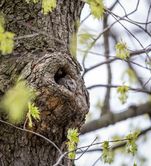 Eastern screech owl hiding in a hole in a tree in Quebec, Canada.