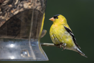 Male American Goldfinch (Spinus tristis) at a backyard bird feeder. The American Goldfinch is the state bird of Iowa, New Jersey, and Washington.