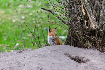 Fox cub playing in a field in Quebec, Canada.
