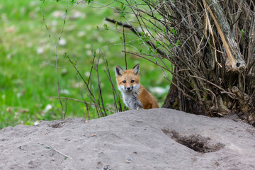 Fox cub playing in a field in Quebec, Canada.