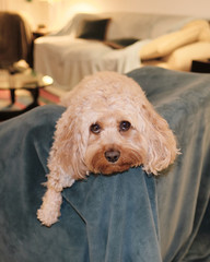 Cavapoo Puppy with sweet eyes
