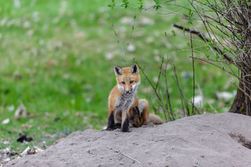 Fox cub playing in a field in Quebec, Canada.