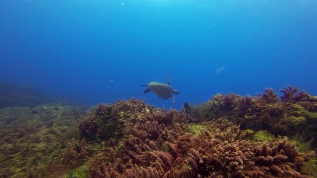 Sea Turtle. Green Turtle Swimming Fast. Beautiful Marine Turtle On Peaceful Coral Reef In Calm Blue Sea Water & Sunlit Sea Surface. Graceful Gentle Marine Life & Aquatic Underwater Wildlife