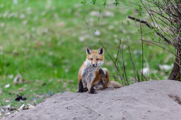 Fox cub playing in a field in Quebec, Canada.