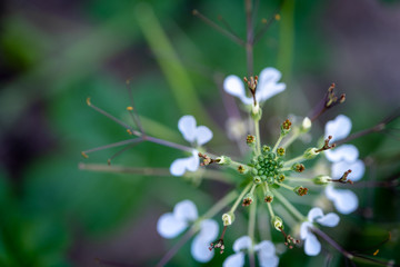Selected focus green center of Cleome viscosa plant and white flower with blur background