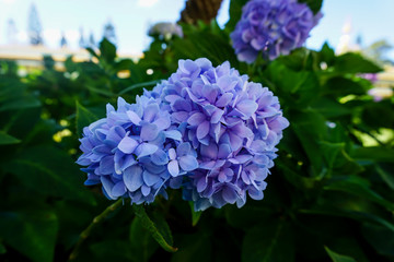 Blue and purple hydrangea on green background