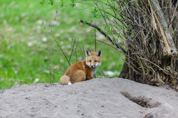 Fox cub playing in a field in Quebec, Canada.
