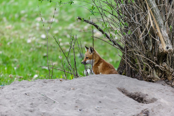 Fox cub playing in a field in Quebec, Canada.